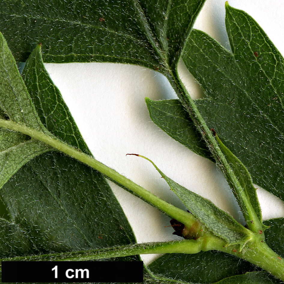 High resolution image: Family: Rosaceae - Genus: Crataegus - Taxon: monogyna - SpeciesSub: ’Sierra Nevada’